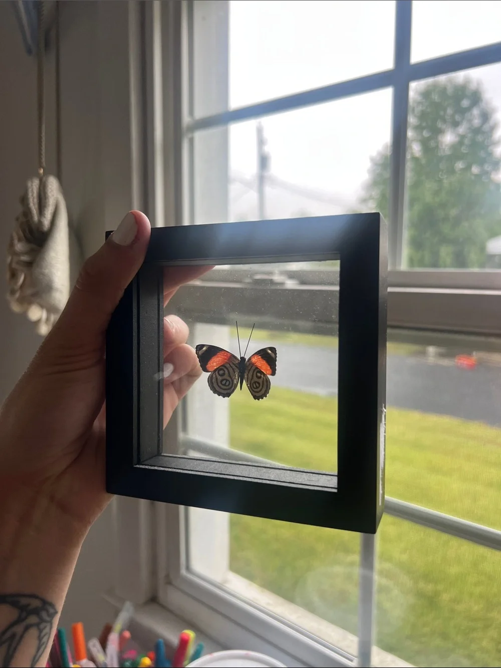 Real Framed 88 Butterfly Taxidermy Floating Glass Shadowbox Art